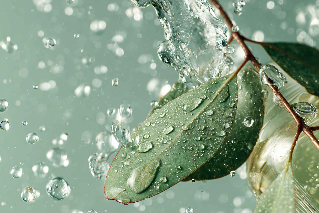 Eucalyptus onder de douche: frisheid en helderheid in één ademhaling