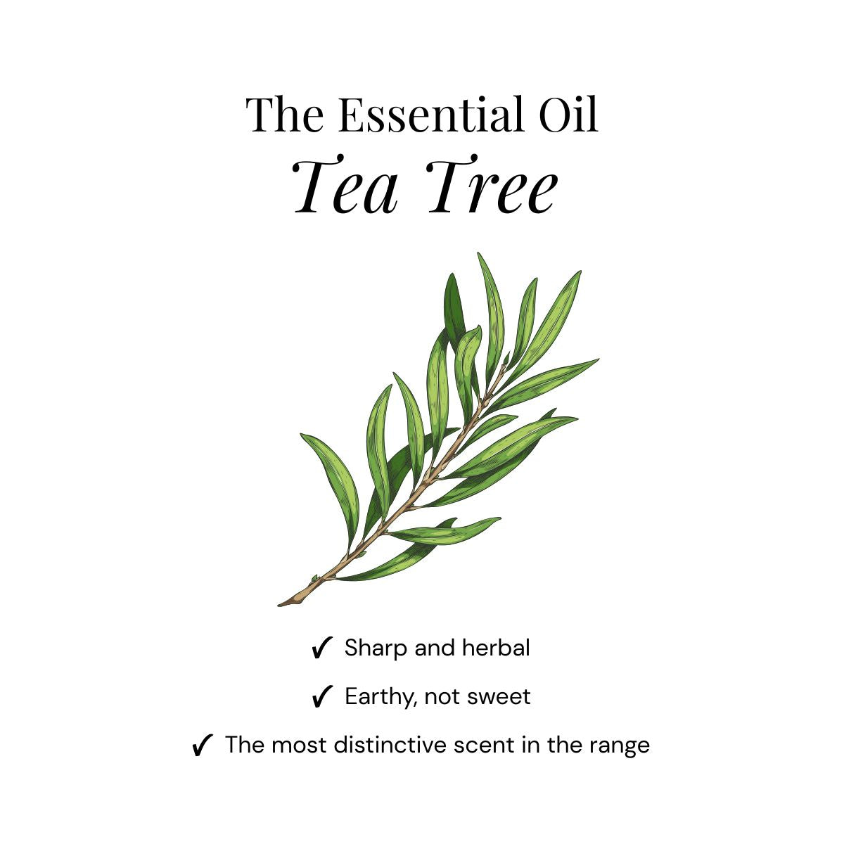 Coffret Essence – Tea Tree Shower Steamers – lot de 15